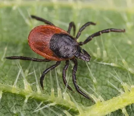 A black-legged tick, the primary carrier of babesiosis, crawling on a leaf.