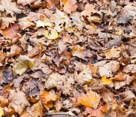 Babesiosis inflected ticks can hide in leaf litter.