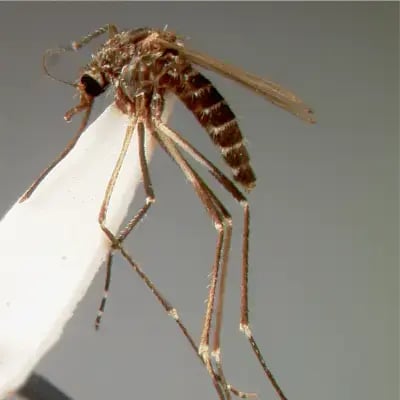 Eastern Equine Encephalitis: black-tailed mosquito (Culiseta melanura)