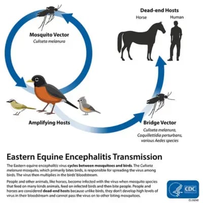 Eastern Equine Encephalitis transmission cycle