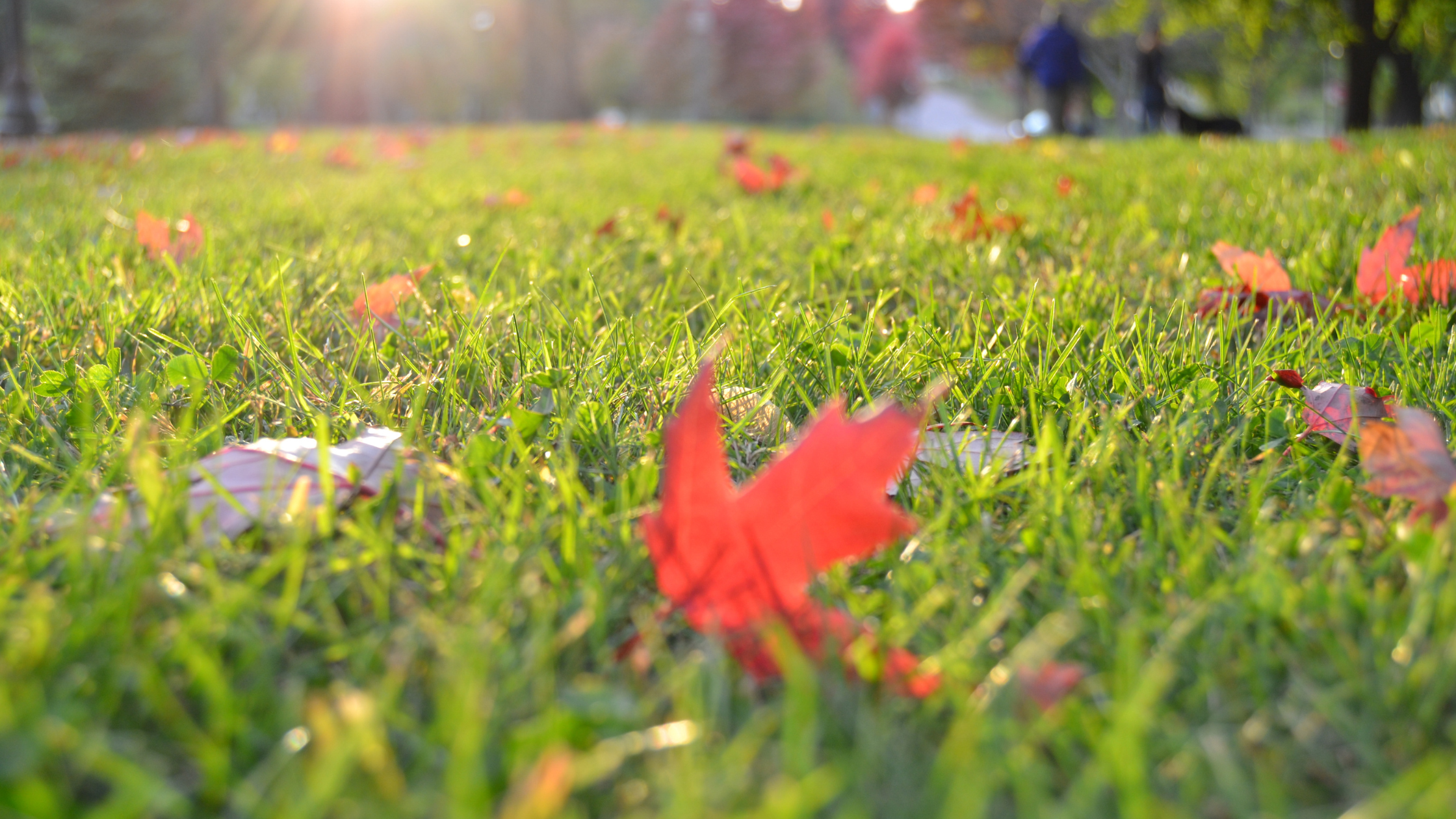 Fall Lawn Care Tips for a Healthy, Resilient Yard