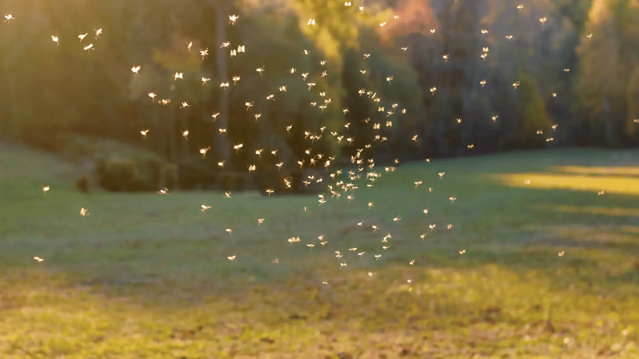 How to protect yourself from Eastern Equine Encephalitis